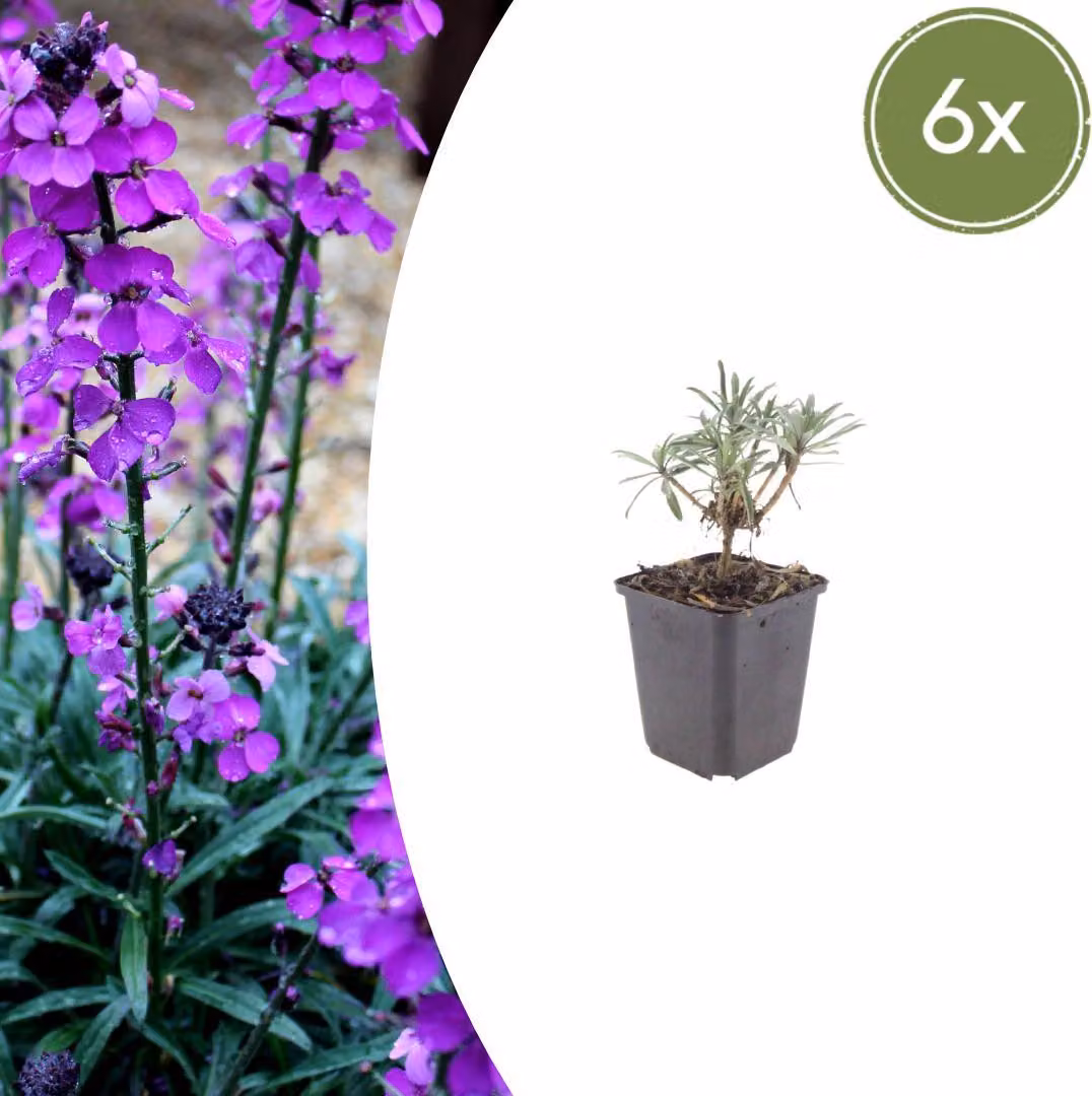 Erysimum 'Bowles' Mauve' | 6 pezzi - 10-25cm - Ø9cm - Pianta da giardino