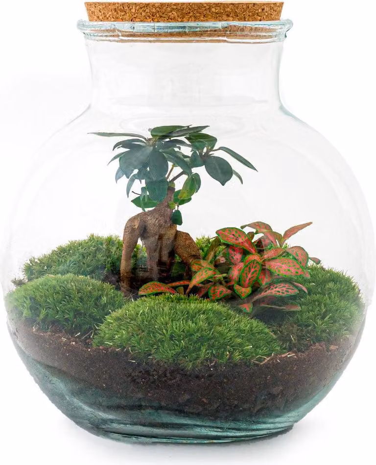 Kit fai da te "Flaschengarten" Teddy Bonsai - Terrario Ø25cm x H26,5cm