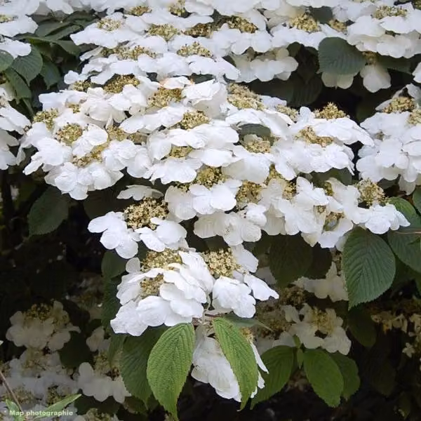 Camelia giapponese – Viburnum plicatum 'Lanarth' | 60-80 cm in vaso