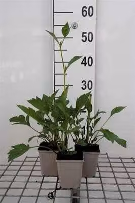 6 x Rudbeckia nitida 'Autumn Sun' - fiore di conifera - vaso 9 x 9 cm