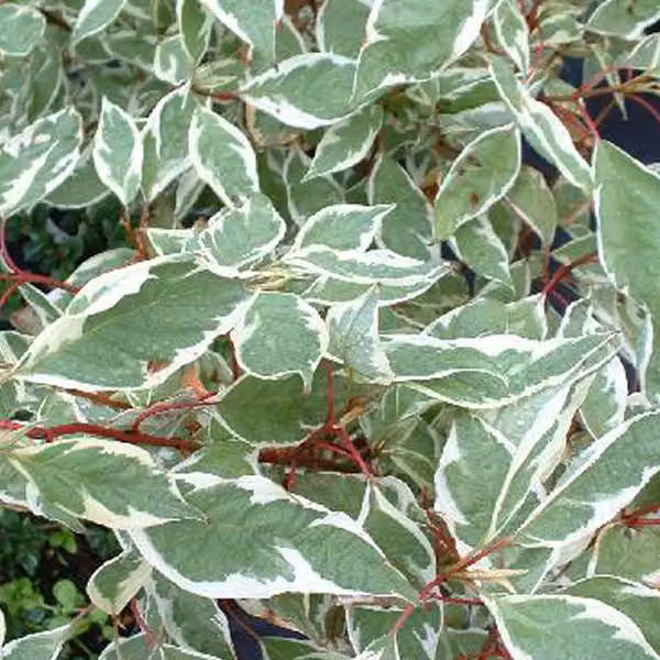 2 piante di Biancospino (Cornus alba 'Ivory Halo'), altezza 40-60 cm, fornite in vaso