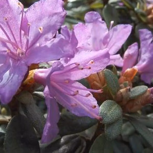 Rhododendron 'Blue Tit' | 20-30 cm in vaso
