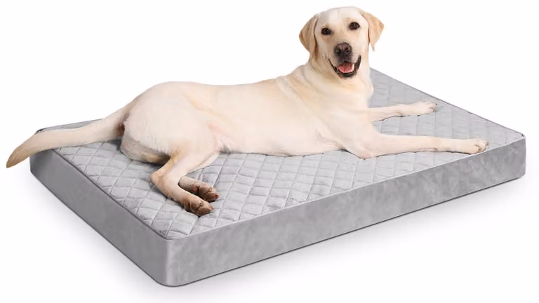 Cuccia ortopedica per cani di grandi dimensioni, impermeabile e con rivestimento removibile