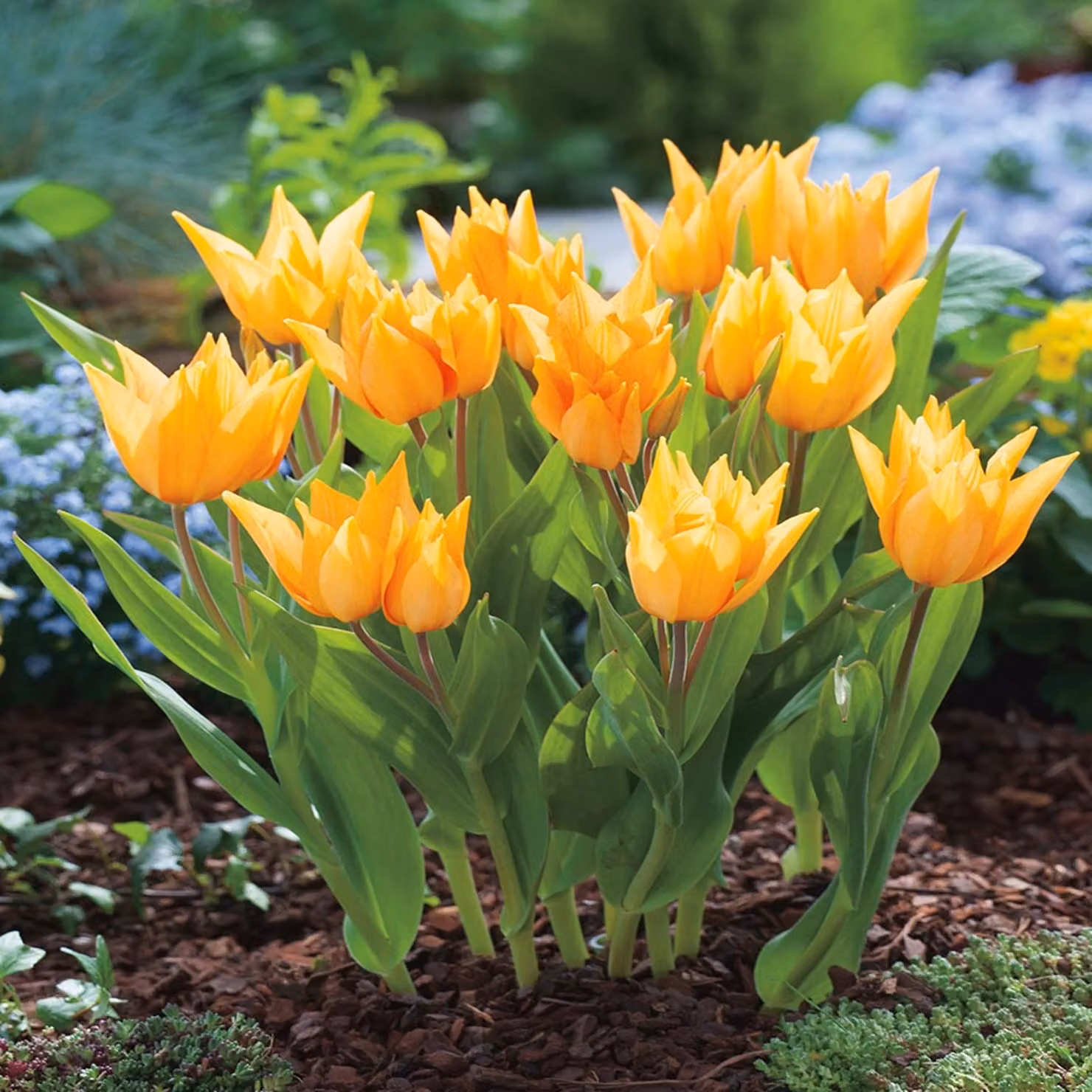 Tulipani Bulbi Bulbi Fiori Botanici Tulipano Praestans Shogun 5 pz.