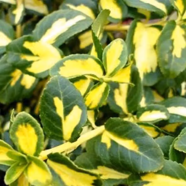 2 piante di *Euonymus fortunei* 'Blondy', varietà rampicante, in vaso, altezza 20-30 cm