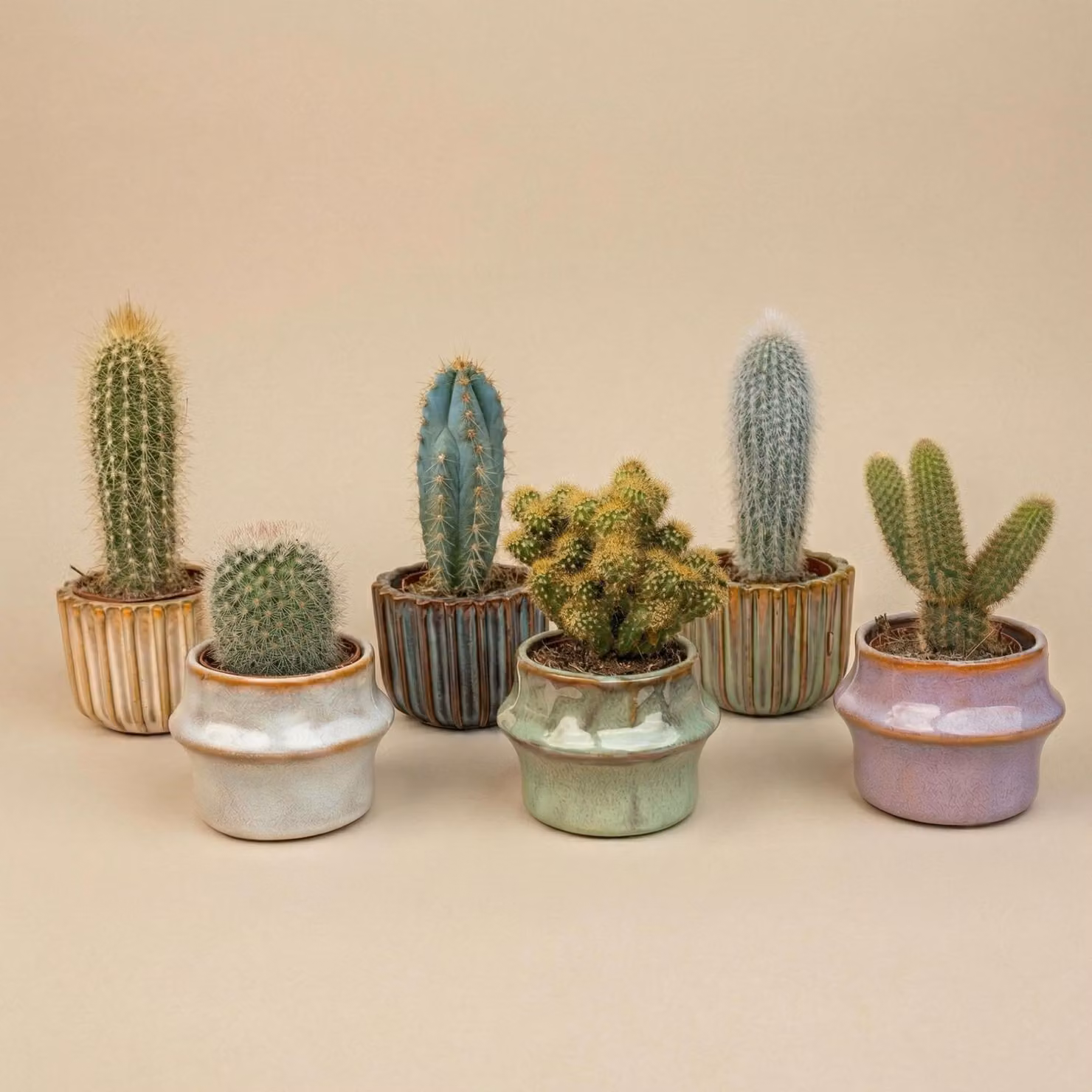 Set di 6 cactus "Barcelona" in mini vasi di VetroVetroceramica - assortimento di