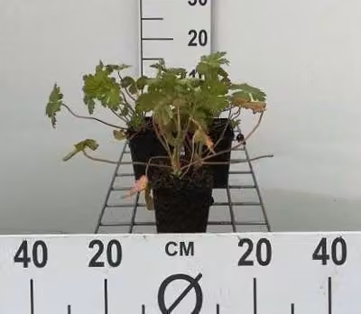 6 x Geranium macr. 'Spessart' - Cranesbill - vaso 9 x 9 cm