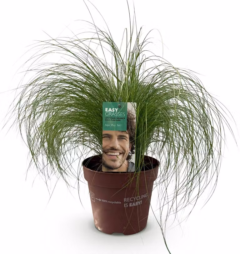 Erba ornamentale Stipa tenuifolia "Pony Tails" Sempreverde e resistente al