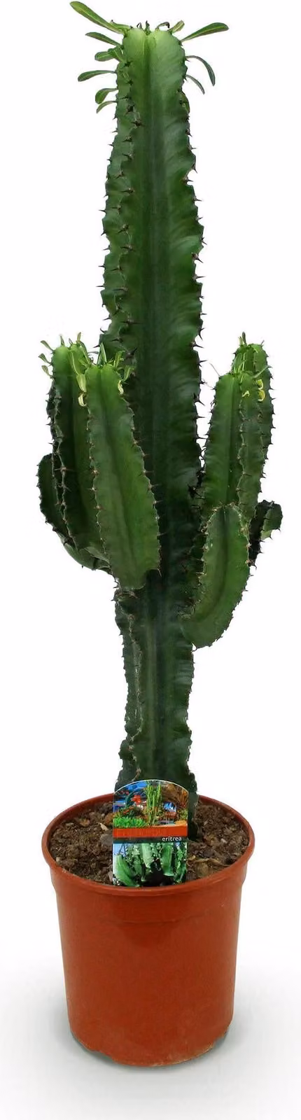 Cactus euforbia Euphorbia Eritrea, albero del latte africano, 70cm, vaso in