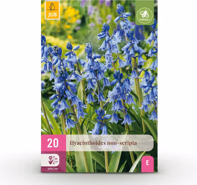 Bulbi da fiore - Hyacinthoides non Scripta - Blu - 20 piante - Bulbo misura 7/8 - Pianta da giardino - Multideal