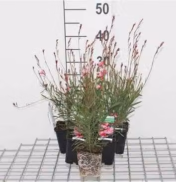 6 x Gaura lindh. 'Siskiyou Pink' (oenothera lindh.) - Gaura - vaso 9 x 9 cm