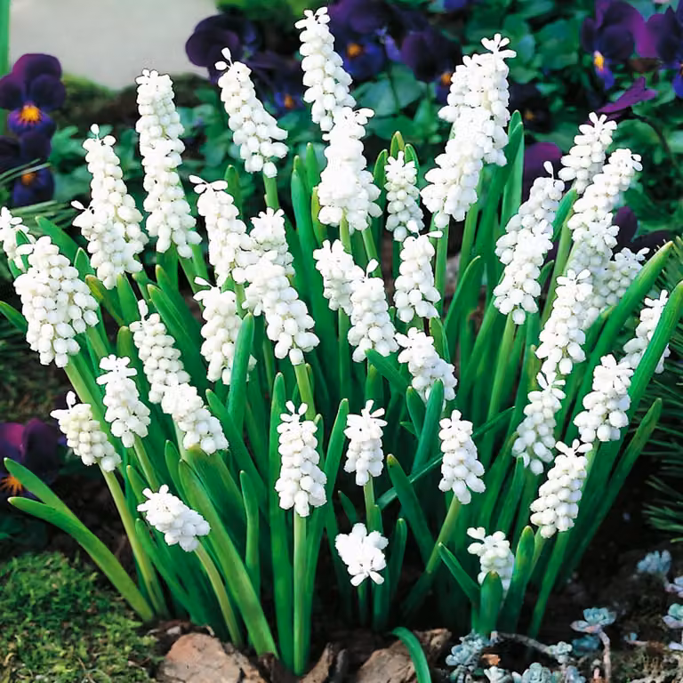 Bulbi di fiori di Muscari Bulbi di fiori di giacinto d'uva Album 10 pz.