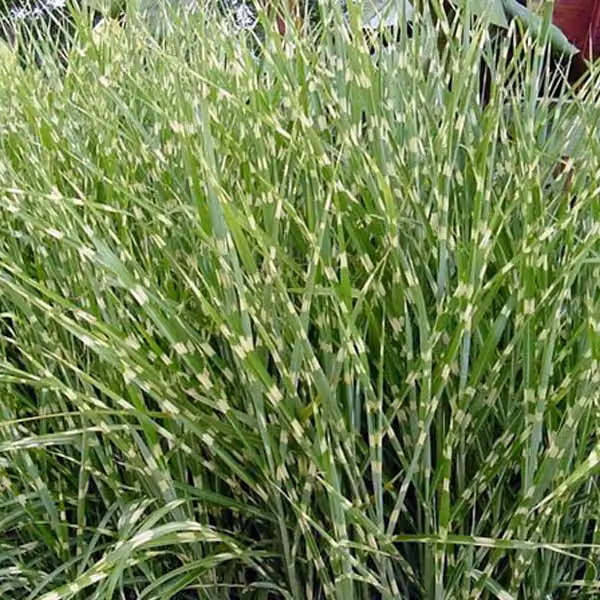 6 piante di Erba di Zebra (Miscanthus sinensis 'Zebrinus') | Vaso da 9x9 cm