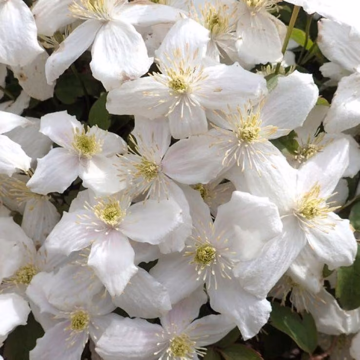 Clematis montana ‘Alba’ 30–50 cm – pianta rampicante bianca, clematide resistente al freddo per giardini e balconi