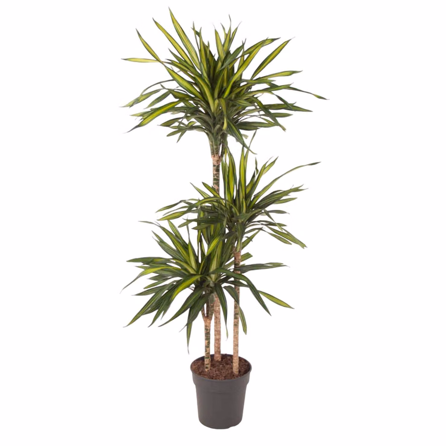 Dracaena Riki - 140 cm - Ø24