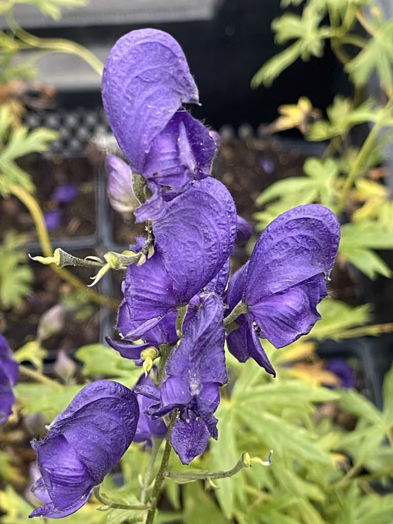 6 x Aconitum napellus - Pompelmo blu - vaso 9 x 9 cm