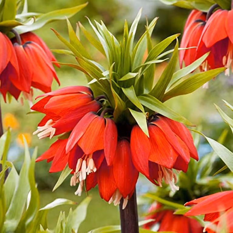 Bulbi da fiore Bulbi da fiore Fritillaria Fiore a scacchi William Rex 1 pz.