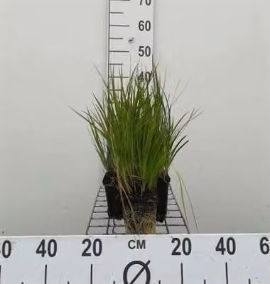 6 x Juncus ensifolius - giunco a foglie di spada - vaso 9 x 9 cm