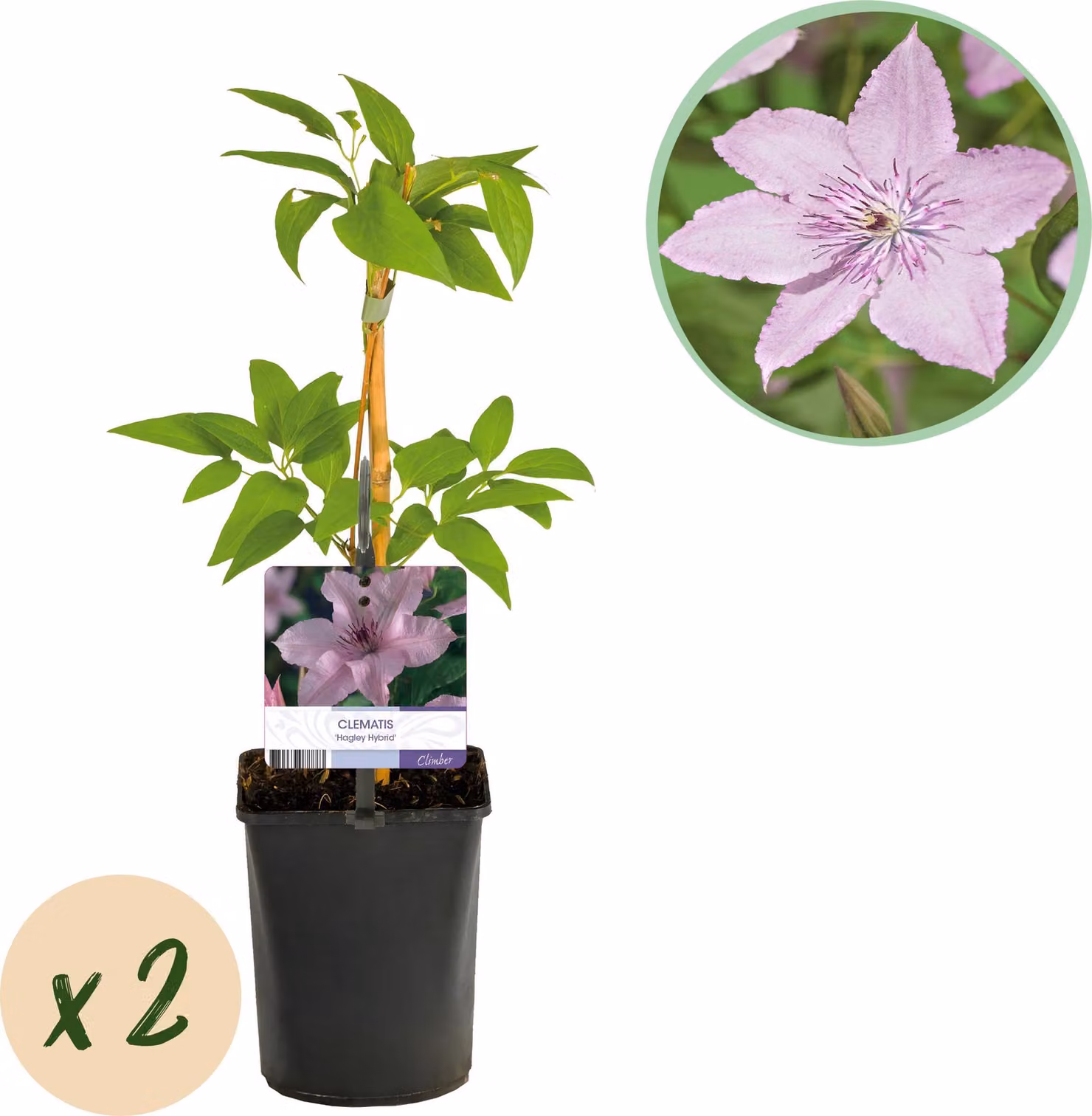Pianta rampicante - Clematis Hagley Hybrid - Fiore rosa - Piante a bassa manutenzione -2 - 30-40cm - Ø10cm - Pianta da giardino