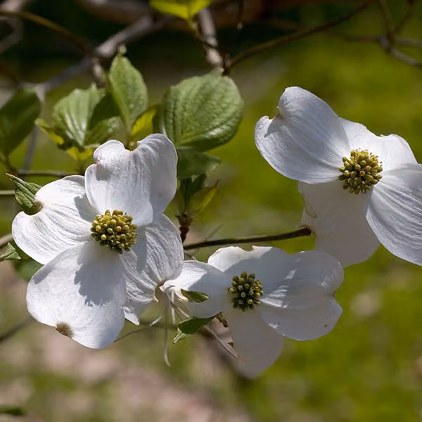 Cornus florida (Blumenhartriegel) | 50-60 cm in vaso