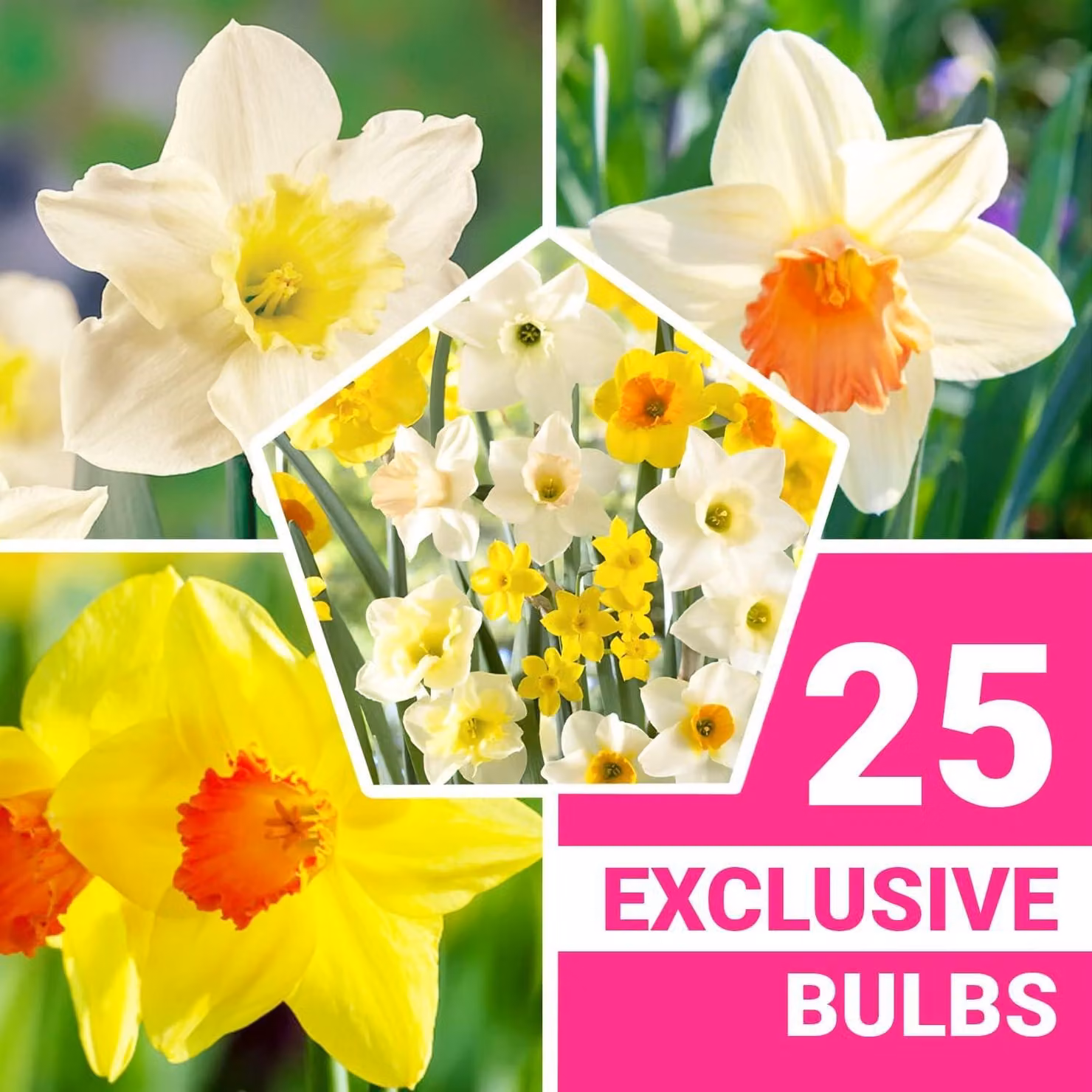Bulbi di narciso resistenti al freddo, perenni - Collezione profumata "Spectrum" - 25 bulbi di fiori - Mix di 6-7 varietà - Piante provenienti dall'Olanda - Adatte per giardino e vasi (nessun seme, non prodotti artificialmente)