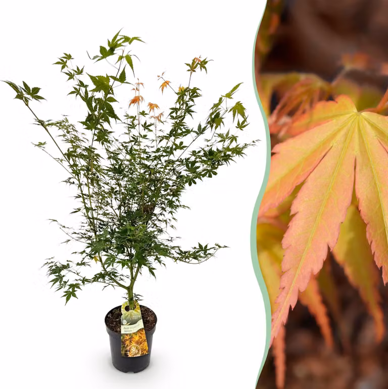Acer palmatum Katsura - Acero giapponese - Deciduo - Verde - 80-90cm - Ø26cm - Pianta da giardino