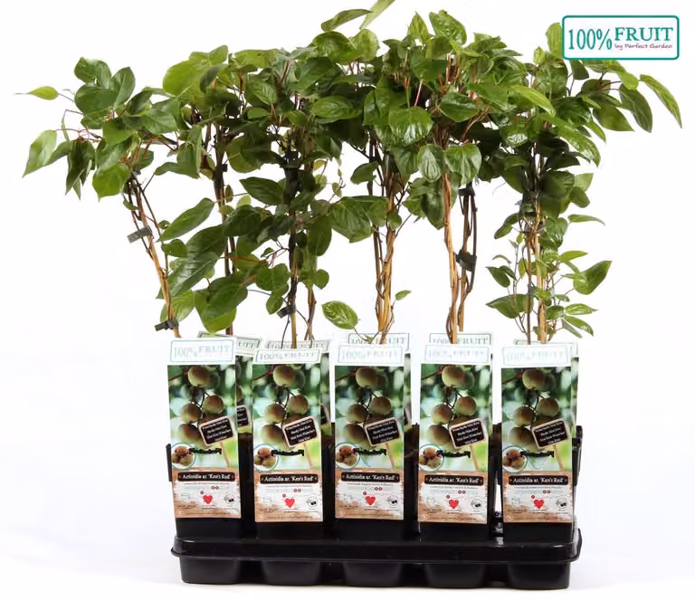 Kiwi Ken's Red 70 cm Actinidia arguta Kens Red - Kiwi nano - femmina