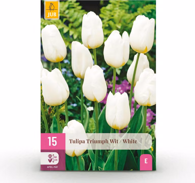 Bulbi da fiore - Tulipano 'Triumph White' - Bianco - 15 pezzi - Bulbo misura 11/12 - 20-50cm - Ø5cm - Pianta da giardino - Multideal