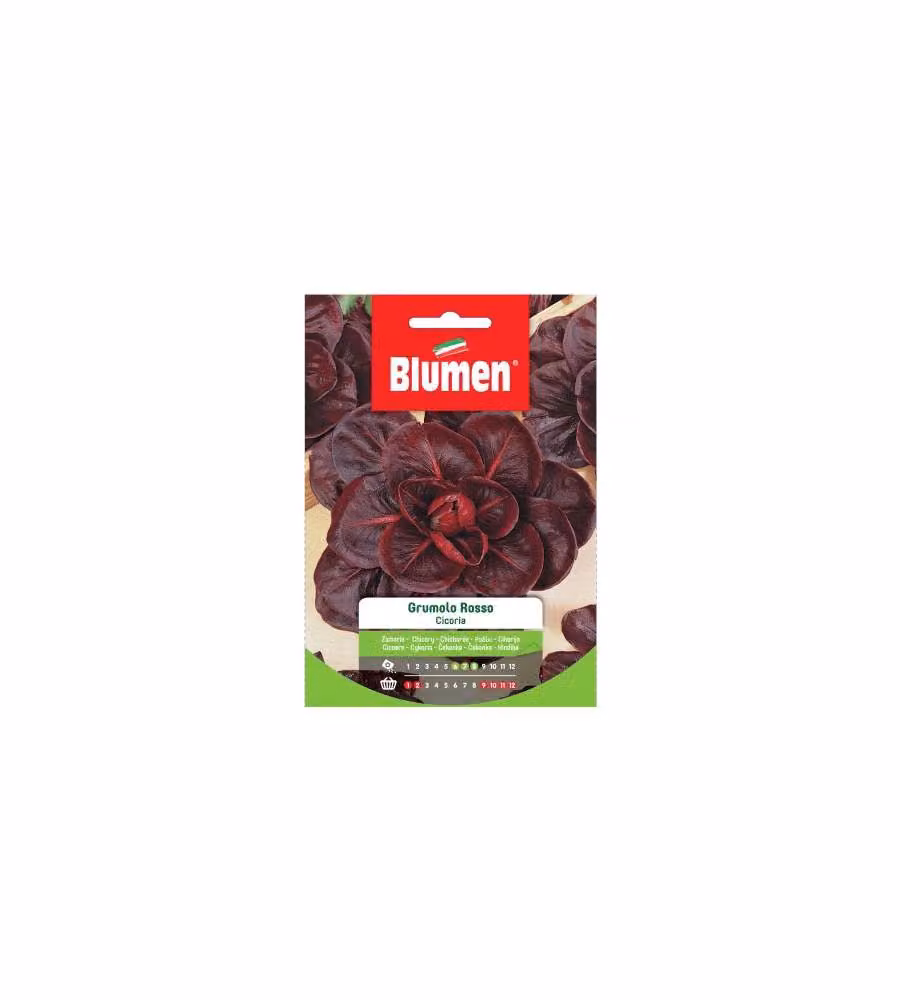 Blumen Semi Cicoria Grumolo Rosso 20g - Foglie Rosse Sanguigne
